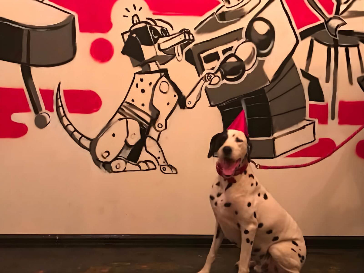 Dalmatian dog sitting in front of robot wall art at The Robot Bun Factory Cafe